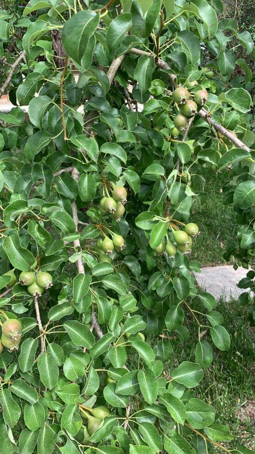 Tenuta Sidore Cursi المظهر الخارجي الصورة