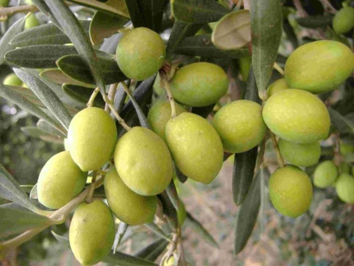 Tenuta Sidore Cursi المظهر الخارجي الصورة