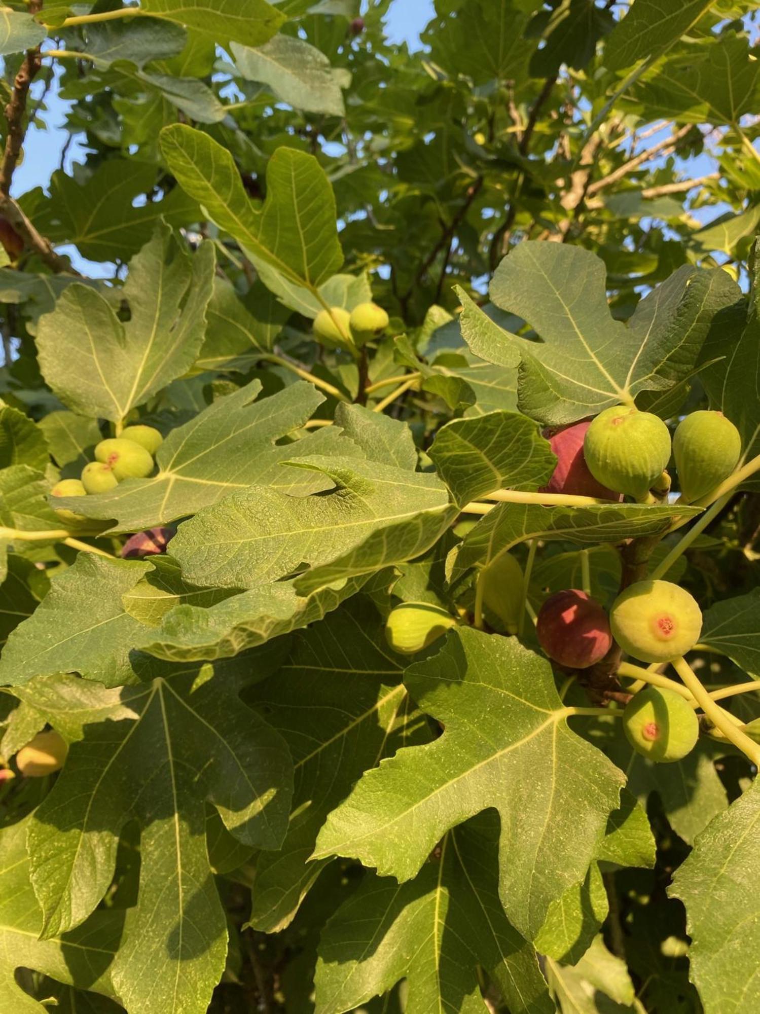 Tenuta Sidore Cursi المظهر الخارجي الصورة